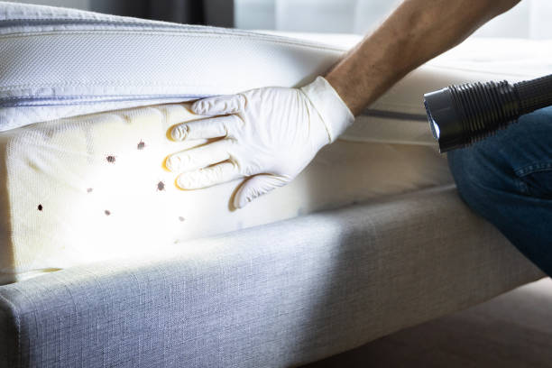 Best Rat Extermination Near Me  in Saginaw, MI